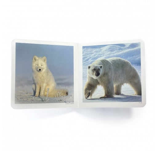 Libro de fotografias Animales Polares· Nowordbooks