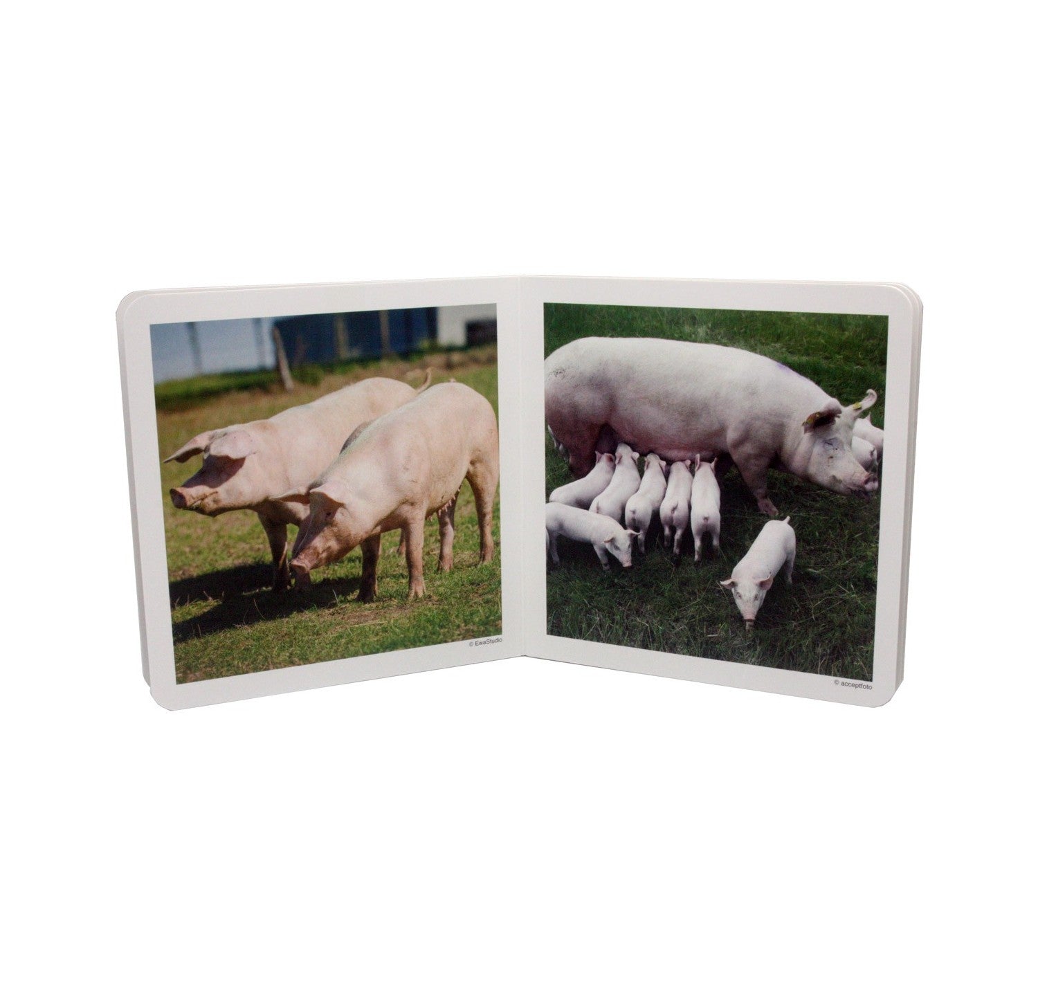 Libro de fotografias Los Animales en familia I · Nowordbooks