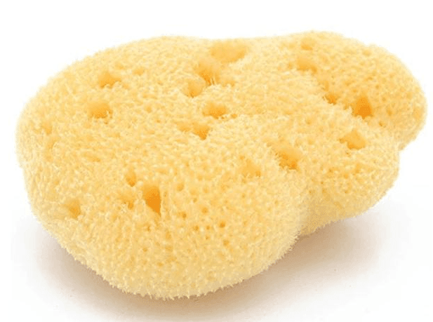 Esponja mediterráneo fine dama con caja Bellini