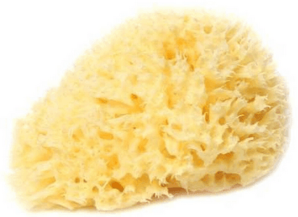 Esponja mediterráneo S10 Bellini