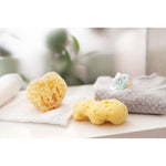 Esponja mediterráneo S10 Bellini