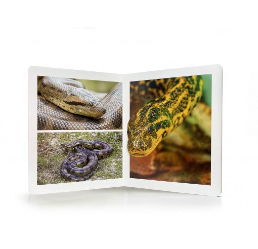 Libro de imágenes Los Animales de la Selva · Nowordbooks