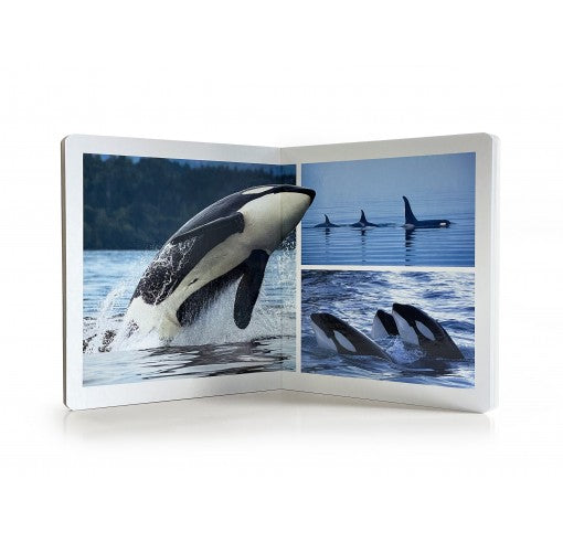 Libro de imágenes Los Animales del Mar · Nowordbooks